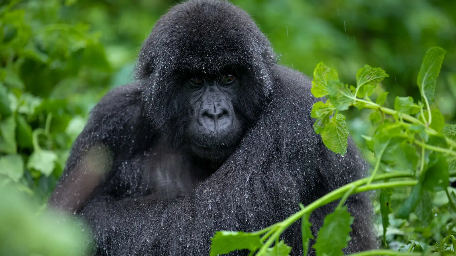A mountain gorilla in the misty forest of Volcanoes National Park, Rwanda